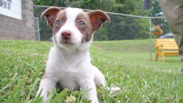 June the dog