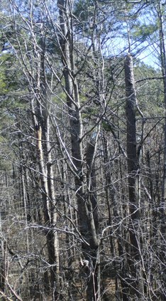 trees