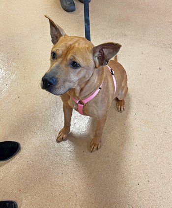 Forsyth County Animal Shelter