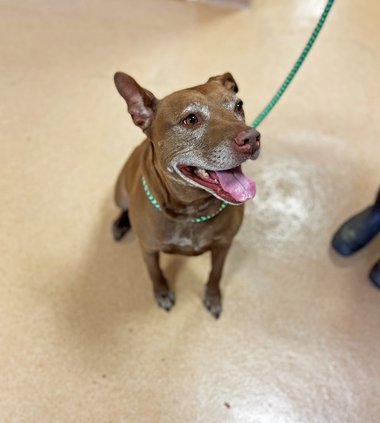 Forsyth County Animal Shelter