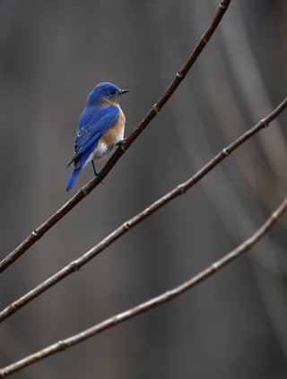 bluebird
