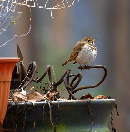 Wood Thrush