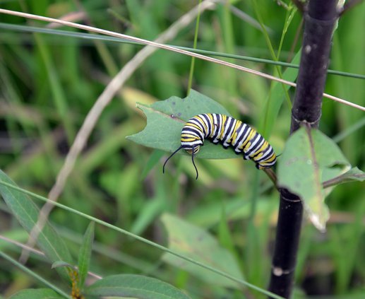monarch caterpillar