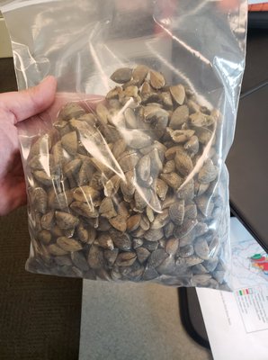 Zebra Mussels.jpg