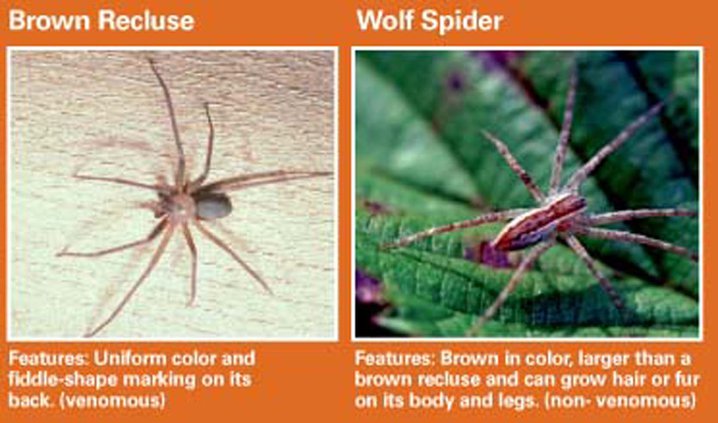Spiders