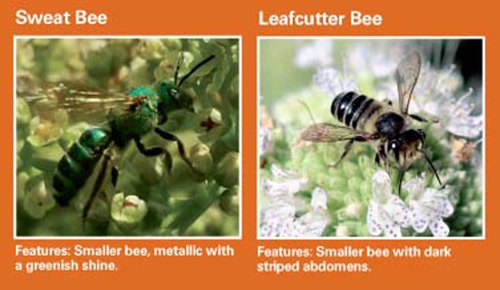 bees