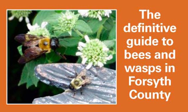 Learn how to determine bees, wasps and different bugs in Forsyth County