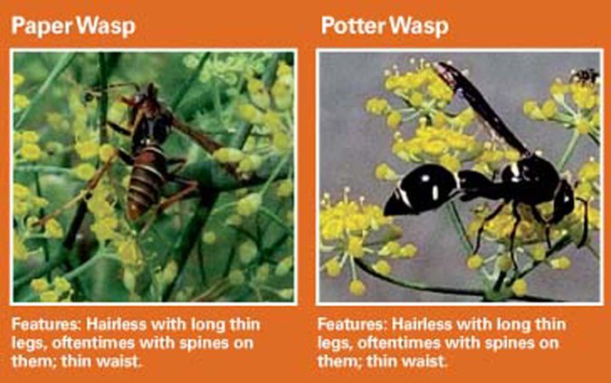 wasps