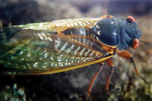 Cicada