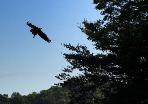 osprey