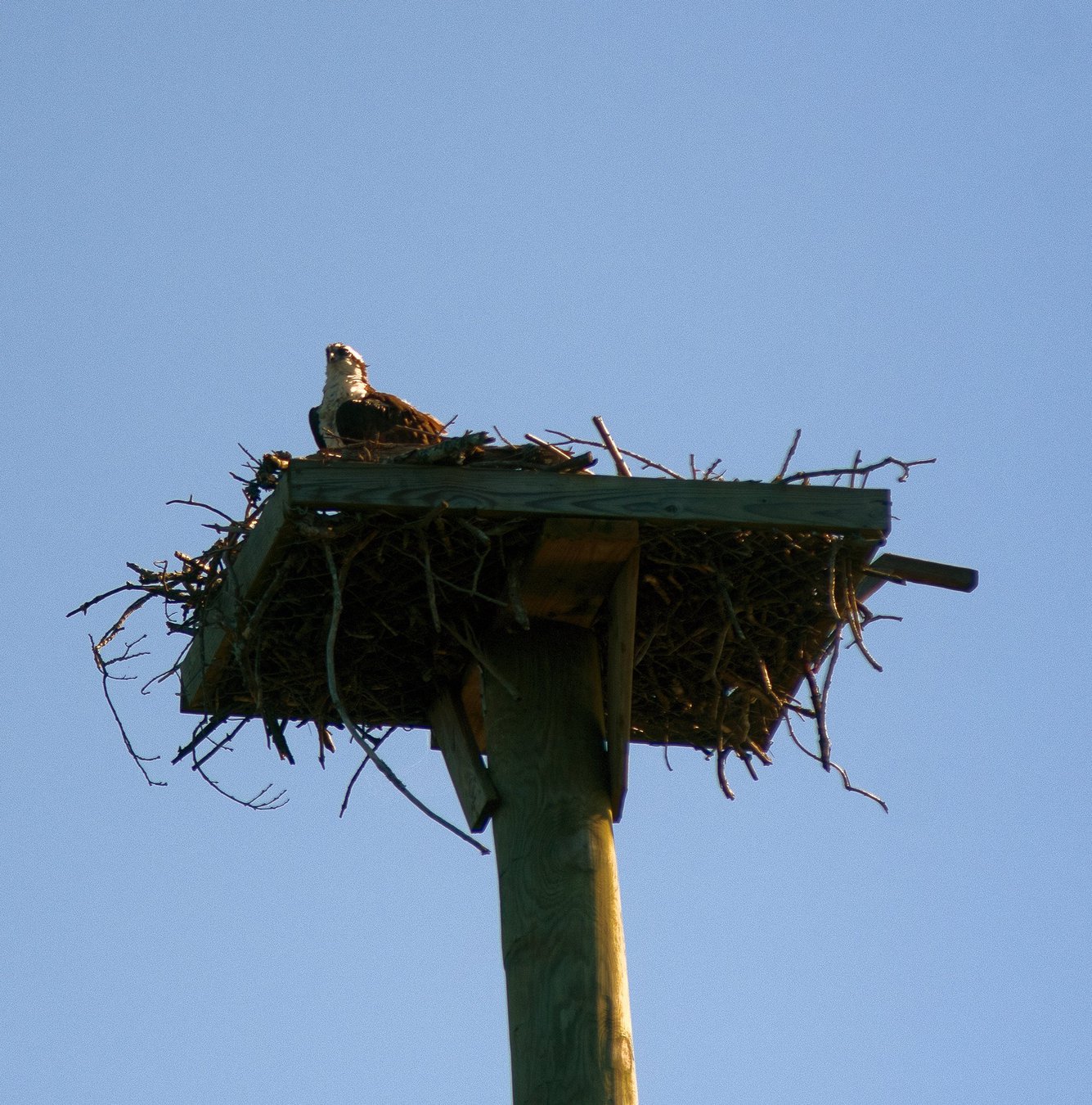 Grab your binoculars and visit Lake Lanier: Ospreys are back and