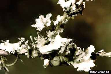 lichen
