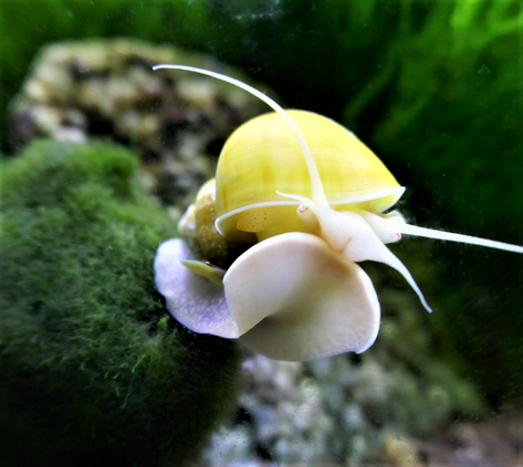 Apple Snail