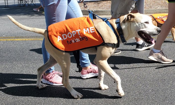Woof Parade