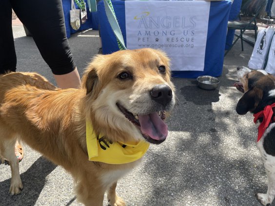 Woof Parade
