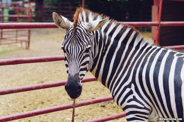 Chestatee Wildlife Preserve and Zoo