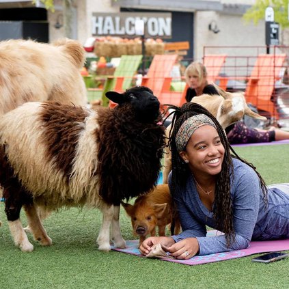 Farm Animal Yoga