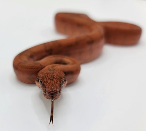 Blood boa