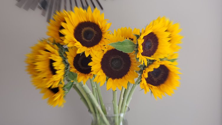 sunflowers