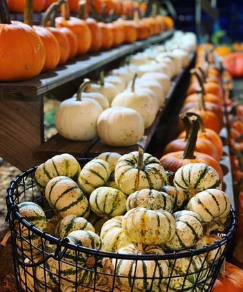 buford corn maze pumpkins