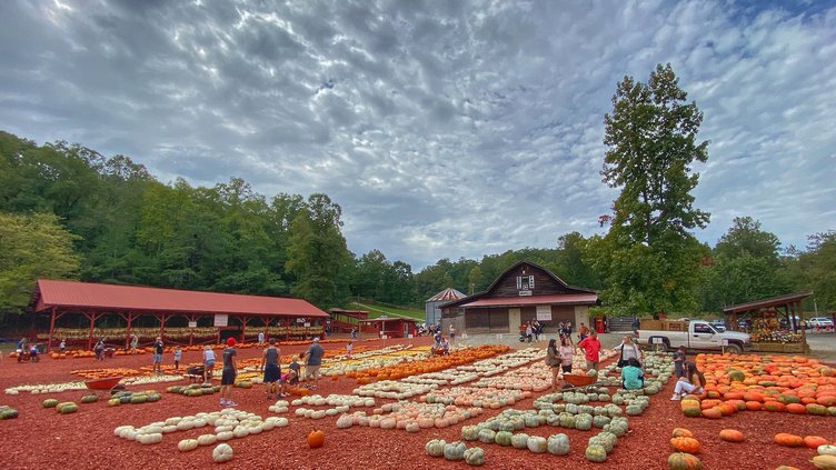 burts pumpkin patch