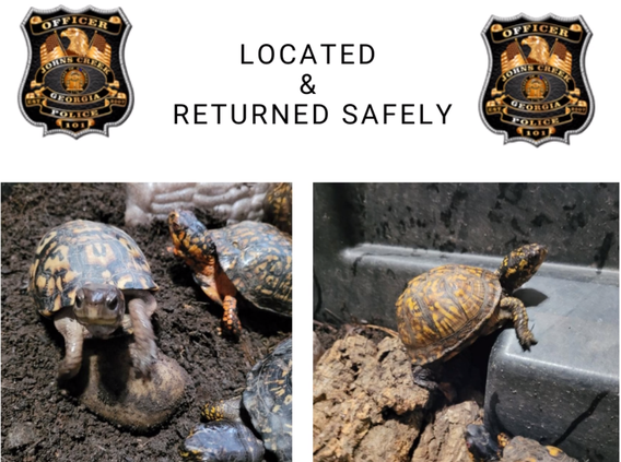 Stolen Turtles