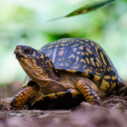 Box turtle