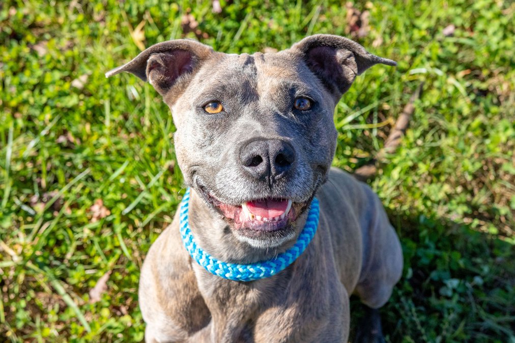 Forsyth County Animal Shelter waives adoption fees through end of 2021 - Forsyth News Forsyth County Animal Shelter waives adoption fees through end of 2021 - Forsyth News