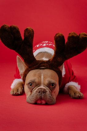 santa paws