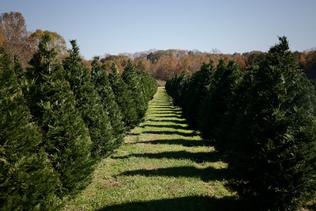 Bottoms Tree Farm