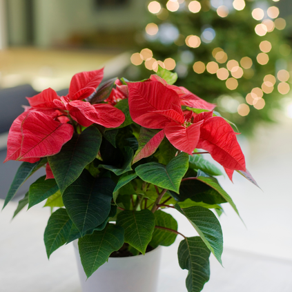 Poinsettia