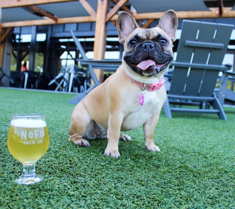 nofo brew co