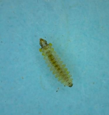 Solitary oak leafminers