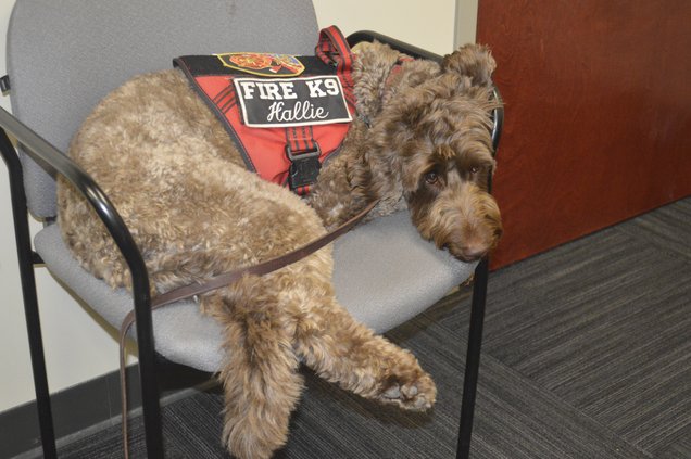 Hallie Fire K9