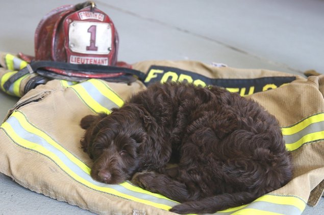 Hallie Fire K9