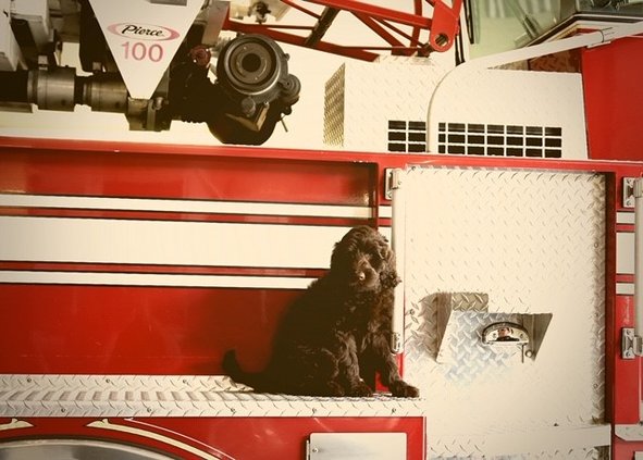 Hallie Fire K9