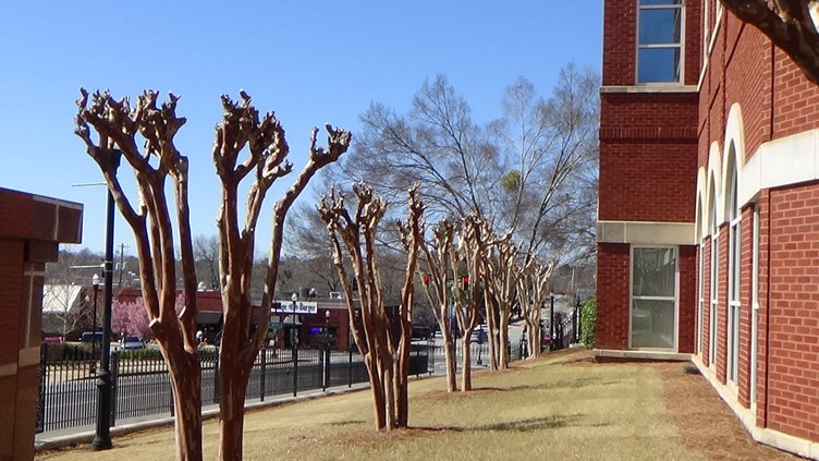 Crape Myrtle