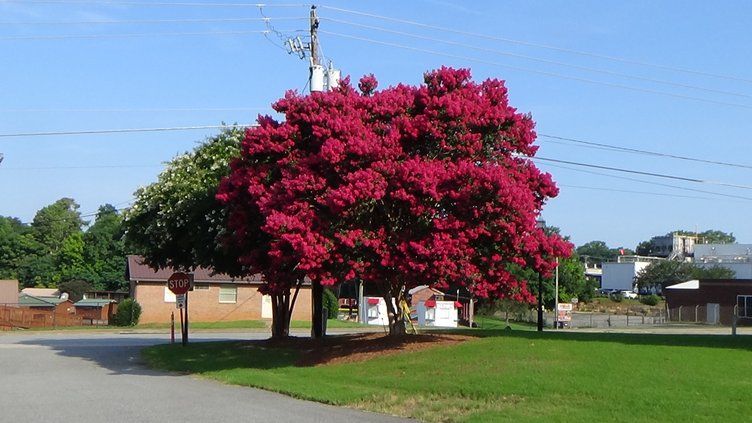 Crape myrtle