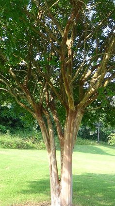 crape myrtle