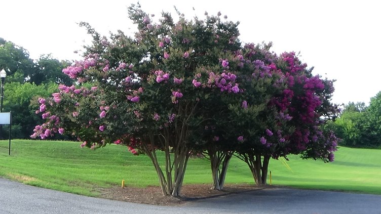 Crape myrtle
