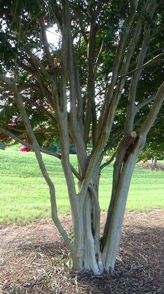 Crape myrtle