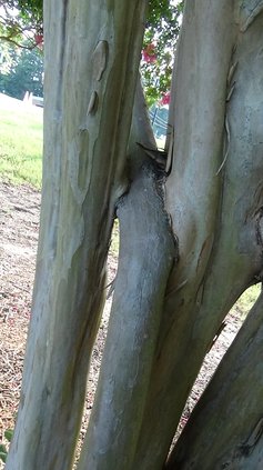 Crape myrtle