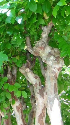 Crape myrtle