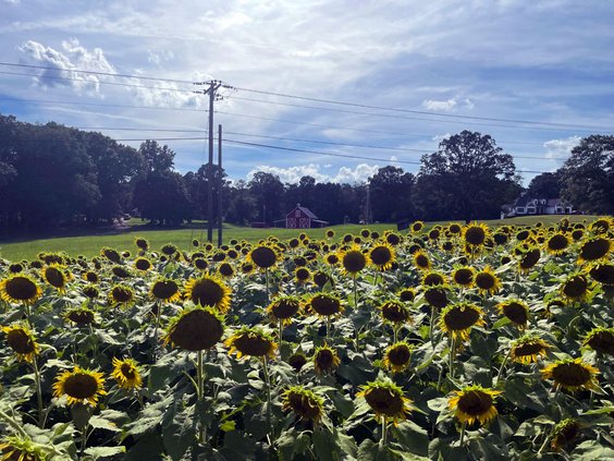 henderson's lakeside farm sunflowers