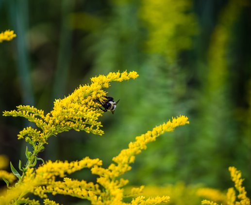 Bee