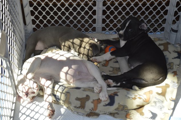 Foster dogs