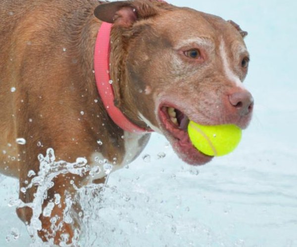 09072023AQUATIC DOG DAYS