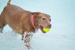 09072023AQUATIC DOG DAYS