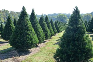 10032023CHRISTMAS TREE FARM