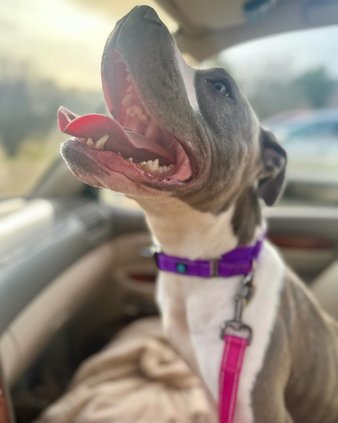 01232024DOGS RESCUED